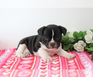 French Bulldog Puppy for sale in SHILOH, OH, USA