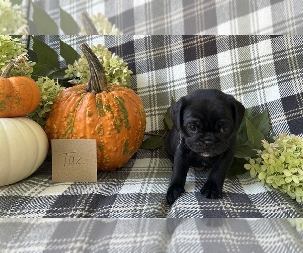 Medium Photo #5 Puggle Puppy For Sale in ELKTON, VA, USA