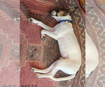 Small #1 Jack Russell Terrier Mix