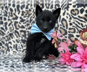 Labrador Retriever-Siberian Husky Mix Puppy for sale in LANCASTER, PA, USA