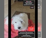 Small Havanese