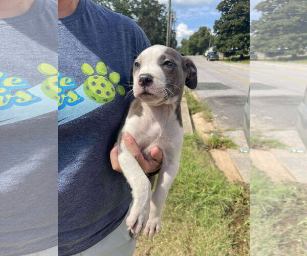 Medium Photo #1 American Pit Bull Terrier-Unknown Mix Puppy For Sale in Derwood, MD, USA