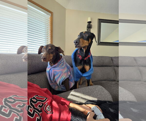 Medium Photo #2 Doberman Pinscher Puppy For Sale in Buffalo, MN, USA