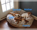 Small #1 Jack Russell Terrier-Mountain Cur Mix