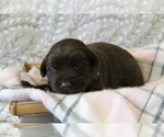 Small #6 Labrador Retriever