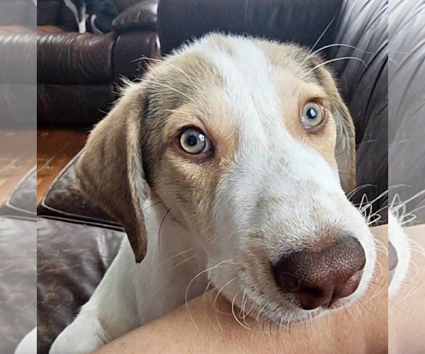 Medium Photo #2 Great Pyrenees-Retriever  Mix Puppy For Sale in pomfret, CT, USA