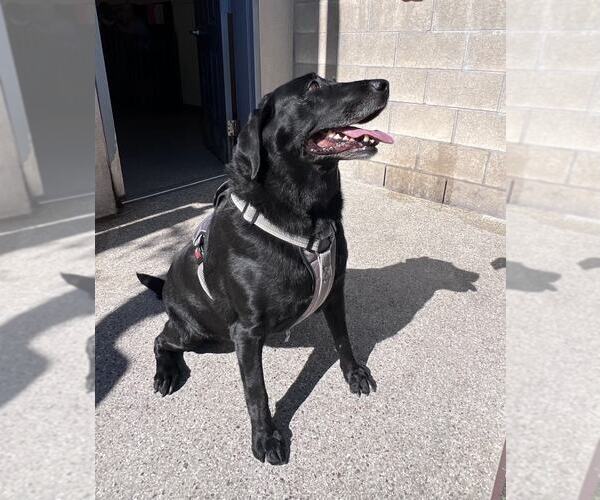 Medium Photo #4 Labrador Retriever Puppy For Sale in Clovis, CA, USA