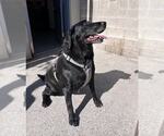 Small #3 Labrador Retriever