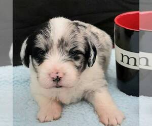 Pembroke Welsh Corgi-Poodle (Miniature) Mix Puppy for sale in LANCASTER, PA, USA