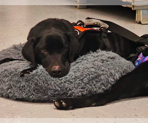 Medium Photo #6 Labrador Retriever Puppy For Sale in Brooklyn Center, MN, USA