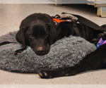 Small #5 Labrador Retriever