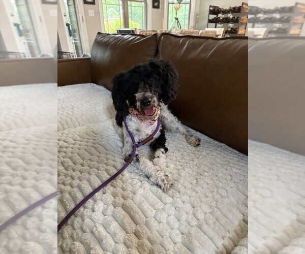 Medium Photo #3 Poodle (Miniature)-Unknown Mix Puppy For Sale in Mooresville, NC, USA