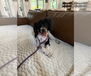 Lulu - Female Poodle (Miniature)-Unknown Mix Dog for Adoption - Photo #3
