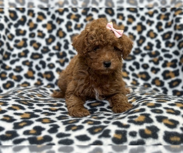 Medium Photo #4 Poodle (Toy) Puppy For Sale in LAKELAND, FL, USA