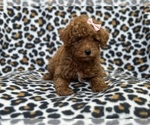 Small Photo #4 Poodle (Toy) Puppy For Sale in LAKELAND, FL, USA