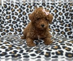 Small #3 Poodle (Toy)