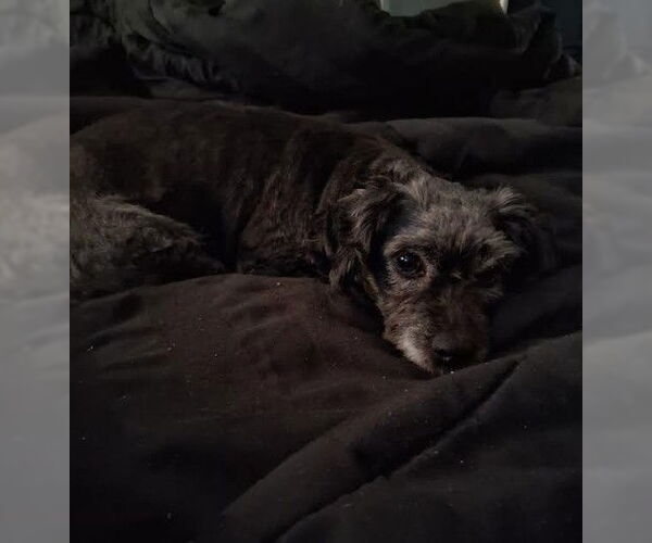 Medium Photo #4 Poodle (Miniature)-Unknown Mix Puppy For Sale in San Diego, CA, USA