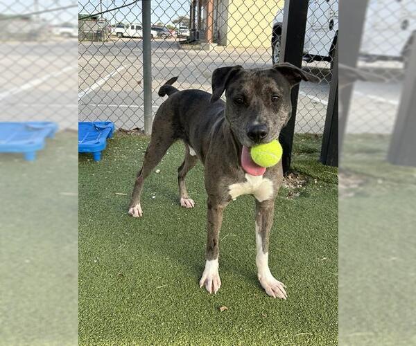 Medium Photo #2 Staffordshire Bull Terrier-Unknown Mix Puppy For Sale in Pasadena, TX, USA