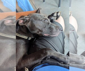 Higgins - Male Mutt Dog for Adoption - Photo #4