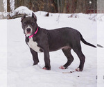 Small Photo #4 American Bully Puppy For Sale in BUFFALO, NY, USA