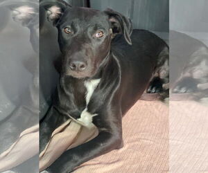 Labrador Retriever-Unknown Mix Dogs for adoption in Amarillo, TX, USA