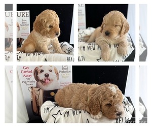 Goldendoodle Puppy for sale in TRENTON, MI, USA