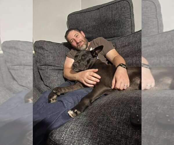 Medium Photo #7 American Pit Bull Terrier-German Shepherd Dog Mix Puppy For Sale in New York, NY, USA