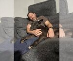 Small #6 American Pit Bull Terrier-German Shepherd Dog Mix
