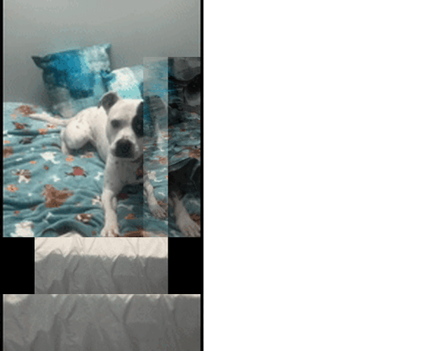 Medium Photo #6 American Bulldog Puppy For Sale in Atlanta, GA, USA