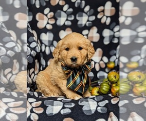 Golden Retriever Puppy for sale in OXFORD, PA, USA