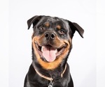Small #40 Rottweiler