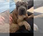 Small #1 Mutt