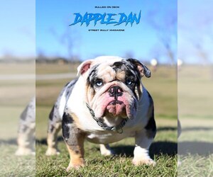 Bulldog Puppy for sale in HOUSTON, TX, USA
