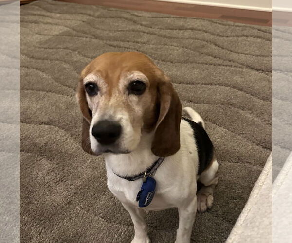 Medium Photo #2 Beagle Puppy For Sale in Doylestown, PA, USA