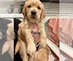 Puppy Yellow Golden Retriever