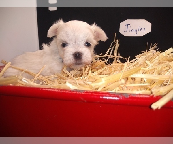 Medium Photo #2 Maltese Puppy For Sale in NASHVILLE, NC, USA