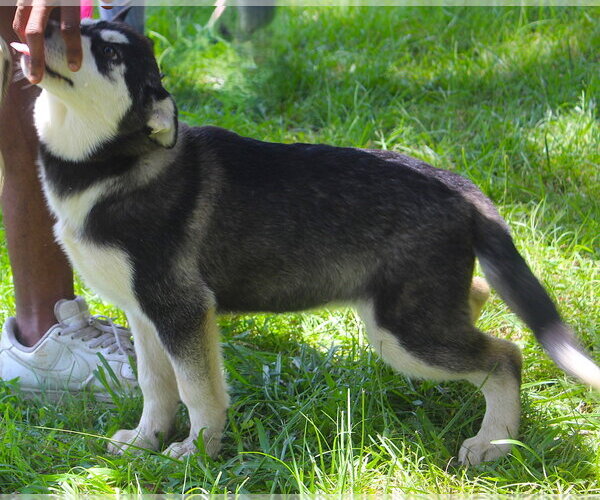 Medium Photo #6 Siberian Husky Puppy For Sale in Holly Hill, SC, USA
