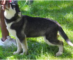 Small #5 Siberian Husky