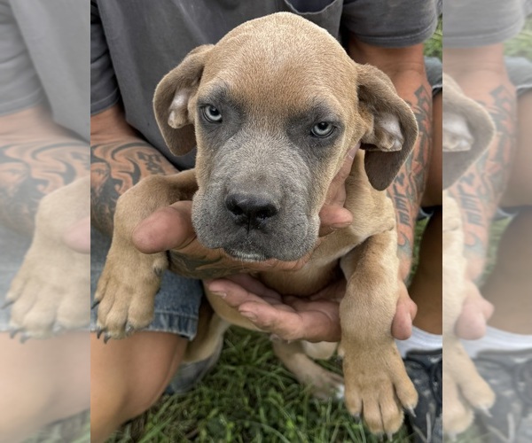 Medium Photo #1 Cane Corso Puppy For Sale in ELLABELL, GA, USA