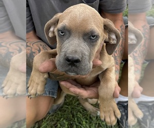 Cane Corso Puppy for sale in ELLABELL, GA, USA