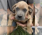 Small Cane Corso