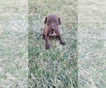 Puppy Bingo German Shorthaired Pointer-Vizsla Mix