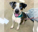 Small #2 Catahoula Leopard Dog Mix
