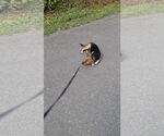 Small #11 Beagle-Chihuahua Mix