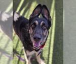 Small German Shepherd Dog Mix