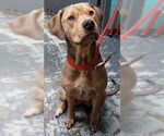 Small #4 Labrador Retriever Mix