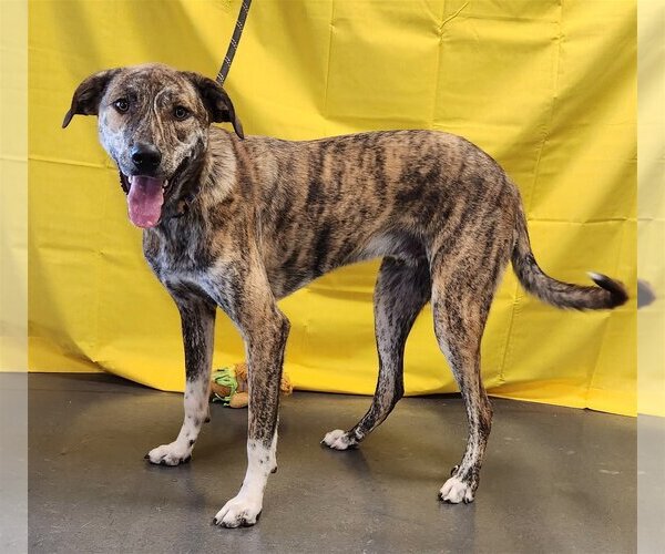 Medium Photo #3 Catahoula Leopard Dog-Great Pyrenees Mix Puppy For Sale in Clinton, OK, USA