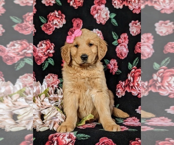 Medium Photo #2 Golden Retriever Puppy For Sale in CHRISTIANA, PA, USA