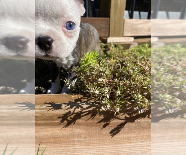 Medium Photo #5 Boston Terrier Puppy For Sale in FREDONIA, KS, USA