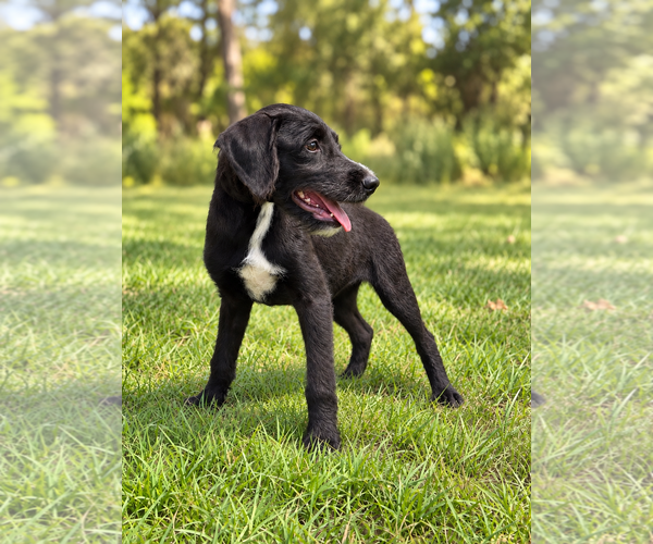 Medium Photo #2 Miniature Labradoodle Puppy For Sale in PIPE CREEK, TX, USA
